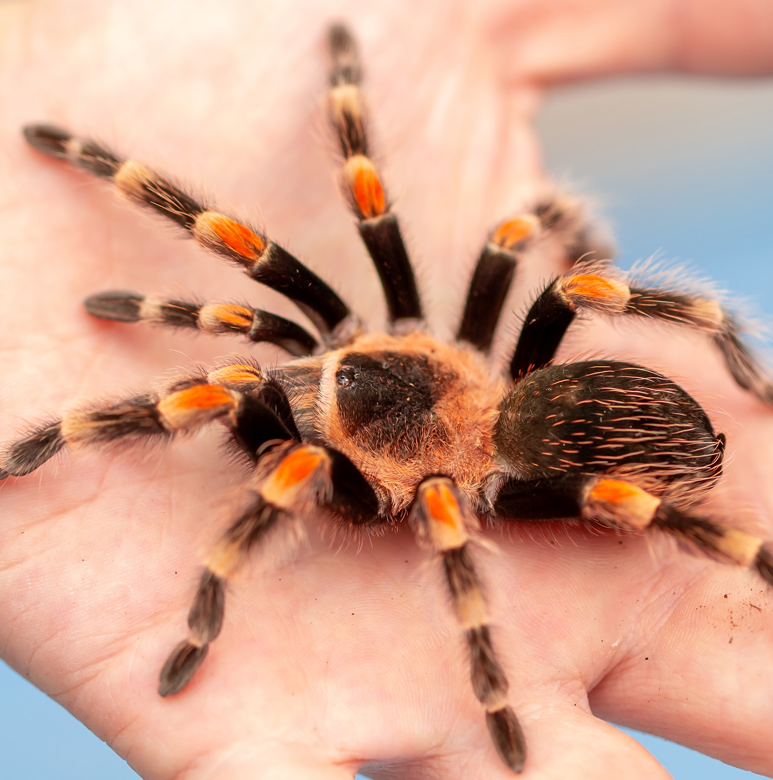 spider