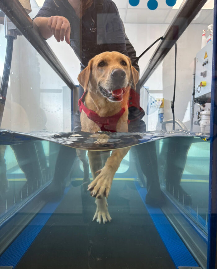 Winter Wellness for Pets: Managing Stiff Joints and Firework Fears