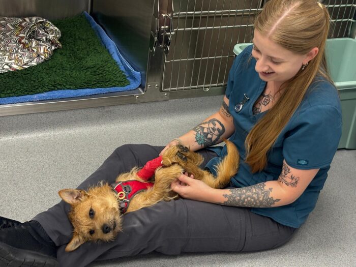 What the CMA update means for you as a pet owner and our view at Chalkland Vets