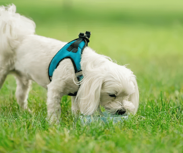 Dog Gut Health: Signs Your Dog’s Digestive System May Need Support